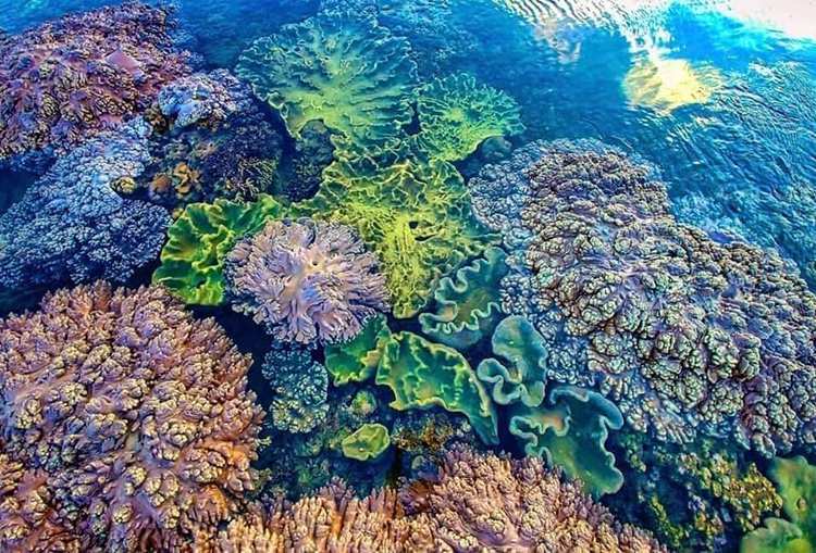 khám phá những rạn san hô đầy đủ màu sắc dưới làn nước trong xanh
